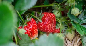 Nueva generación de envases hechos con desperdicios de esta deliciosa fruta
