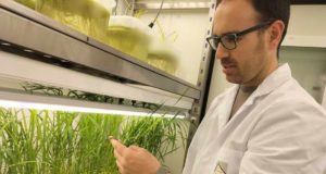 Los residuos de posidonia ayudan a combatir la salinidad en los cultivos de arroz