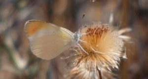 El programa para estudiar las mariposas del Sureste español: se han registrado 1.800 de 22 especies