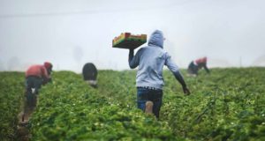Identifican los factores sociales y laborales que deterioran el bienestar de personas migrantes temporeras