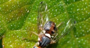 Así trabaja el sistema de inteligencia artificial para predecir la plaga de la mosca del olivo