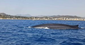 Cerca de 120 rorcuales pasan frente a las costas valencianas esta temporada