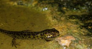 Esta práctica con especies protegidas se hace con buena intención pero tiene consecuencias muy graves