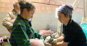 Luz verde a la primera vacuna del mundo contra la disentería porcina: ha sido desarrollada en León