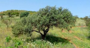 El aceite de acebuche reduce el daño ocular por hipertensión