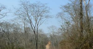 Las sequías no pueden con los bosques tropicales: los árboles han seguido creciendo al mismo ritmo