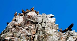 Un corredor ambiental lleno de buitres que es un ejemplo de turismo sostenible y está en España