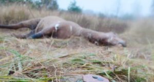 Las armas explosivas también ponen en peligro a la vida silvestres y a los ecosistemas