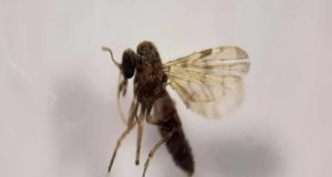 Los mosquitos que transmiten la lengua azul también inoculan parásitos sanguíneos