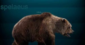 La primera prueba de que el oso de las cavernas habitó en el Pirineo oscense