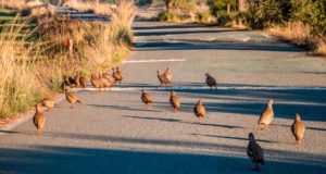 El factor que siempre se olvida en los estudios de impacto ambiental de infraestructuras