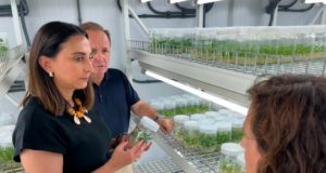 Las nuevas variedades de pomelo que cambiarán el cultivo de este fruto: ya se ensayan en Murcia