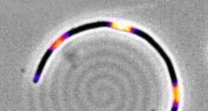 Descubren una memoria mecánica en bacterias que puede ser clave para combatirlas
