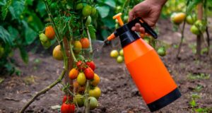 Espray ‘mágico’ que hace a los tomates más resistentes a la sequía