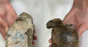 Describen nuevos grupos de dinosaurios del Jurásico a partir de fósiles aparecidos en Teruel