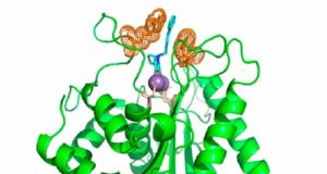 Descubren un nuevo antiviral contra el herpes simple que vence la resistencia a los tratamientos actuales