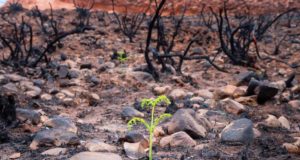 La ULE abre hasta el 9 de diciembre el concurso fotográfico ‘Memoria de los incendios en León’