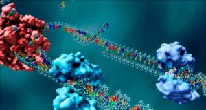 La resistencia de las células cancerosas a la quimioterapia se debe a una proteína
