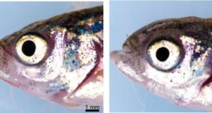 Descubren la función de un gen clave en enfermedades genéticas oculares raras