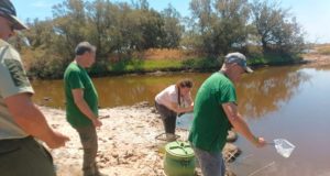 El Guadalhorce de Málaga se convierte en refugio para el fartet, una especie de pez amenazada
