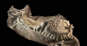 Desvelan el secreto de unas momias de dinosaurio con piel y pezuñas: eran piezas de arcilla