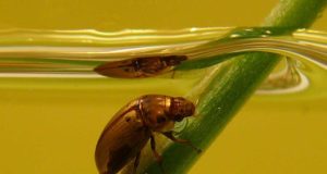 Para resistir el cambio climático no basta con aguantar el calor: replantean la vulnerabilidad de las especies