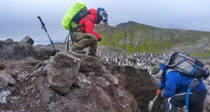 Los pingüinos transportan contaminantes desde el medio marino hacia los ecosistemas terrestres antárticos