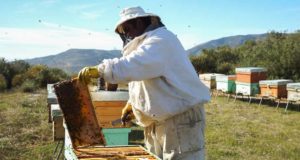 Un proyecto de la UGR para la detección infecciones en abejas, en la final de un concurso del Ministerio de Hacienda