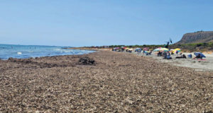 Posidonia, la fuente de hierro que necesita la agricultura del Mediterráneo