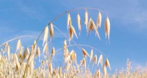 Descifran el pangenoma de la avena: el mapa de la diversidad genética de este cereal