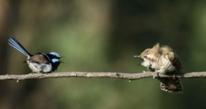 Descubierto el primer ejemplo de vocalización animal que combina instinto y aprendizaje