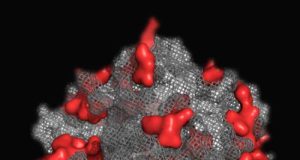 Utilizan unas enzimas ‘resucitadas’ para estudios en prevención del cáncer