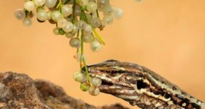 Nuevo impacto de las especies invasoras: alteran la dispersión de las semillas