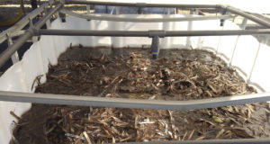 Transforma restos de posidonia en un sustrato sostenible que mejora el sabor del tomate