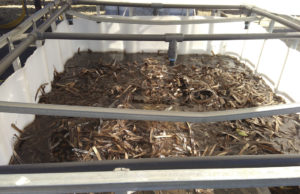 Transforma restos de posidonia en un sustrato sostenible que mejora el sabor del tomate