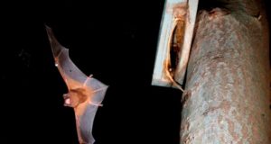 El murciélago más grande de Europa es capaz de cazar y zamparse aves en vuelo
