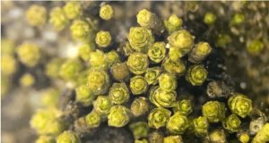 Nueva especie de musgo en el desierto de Atacama: es capaz de captar agua de la niebla