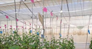 Los posos de café mejoran la calidad y seguridad nutricional de los pepinos