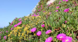Las redes sociales permiten seguir la floración de una invasora: han usado 1.700 fotos de Instagram