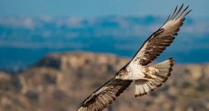 Diversidad de género en la ciencia: la mirada de la mujer es más fina para la conservación de rapaces