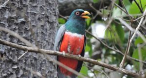 Los humanos han alterado la diversidad de aves en los bosques secos tropicales de Ecuador
