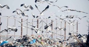 El flaco favor al medio ambiente realizado por cigüeñas y gaviotas