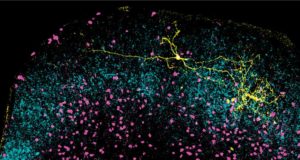 Los mecanismos de la atención visual surgieron hace 500 millones de años