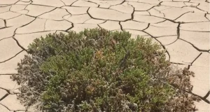La técnica usada por las plantas para vivir en terrenos salinos: ha sorprendido a los científicos