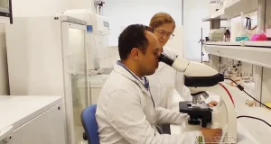 Descontaminan aguas de las almazaras mediante la producción de microalgas