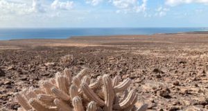 Alertan de la graves situación de las zonas áridas: algunas pueden perder la mitad de su biodiversidad