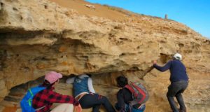 Las primeras huellas de elefantes prehistóricos: tienen 120.000 años y han aparecido en la costa de Murcia
