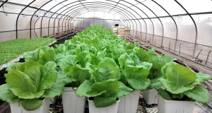 El compuesto para convertir verduras en ‘superalimentos’ ricos en vitamina E