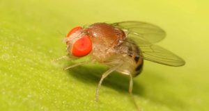 Ya se conocen los genes implicados en la memoria a largo plazo: se han identificado en la mosca del vinagre