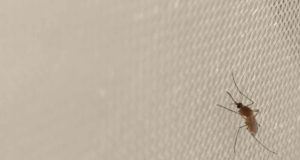 La malaria aviar ha provocado cambios en la microbiota de los mosquitos